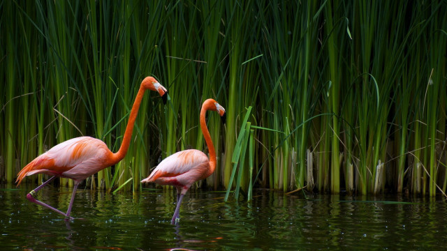 Flamingos standing water tall grass free wallpaper for desktop - medium preview image