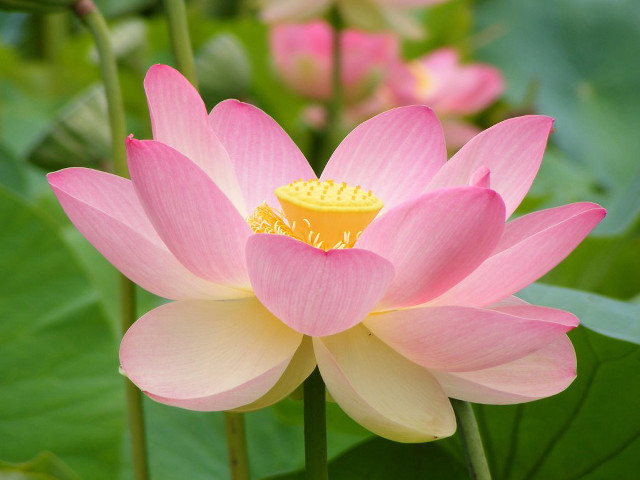 Pink flower yellow center green #5 free wallpaper for desktop - medium preview image