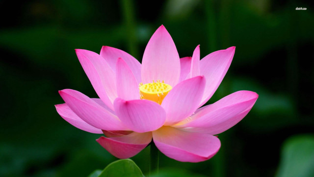 Pink lily pond flowers blurry free wallpaper for desktop - medium preview image