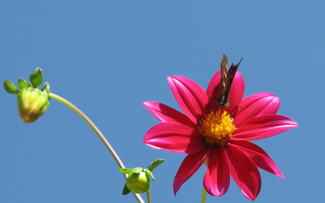 Butterfly pink flower blue sky free wallpaper for desktop - medium preview image
