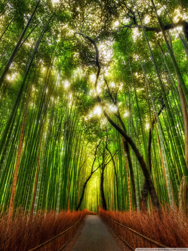 Bamboo forest path tall trees #2 free wallpaper for mobile - medium preview image