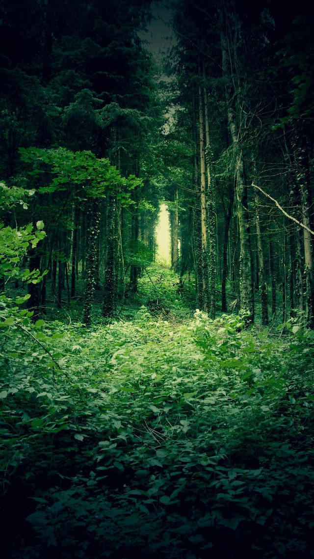Forest path tall trees green free wallpaper for mobile - medium preview image