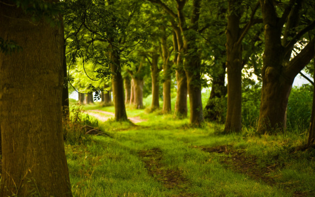 Forest path trees grass dirt free wallpaper for desktop - medium preview image