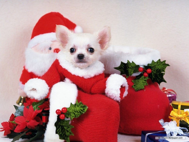 Small dog santa suit bag free wallpaper for desktop - medium preview image