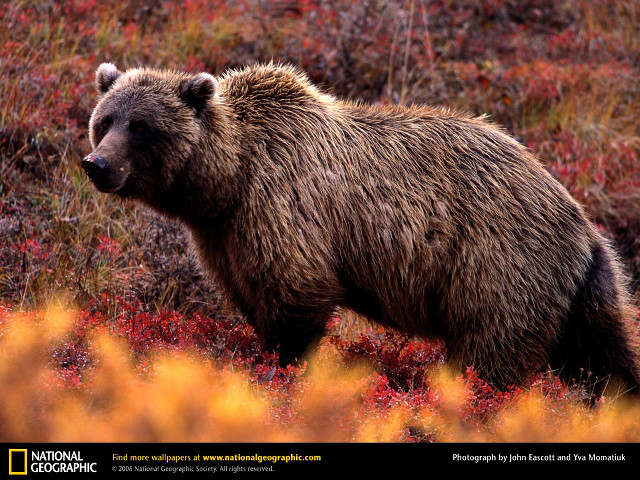 Brown bear red flowers grass free wallpaper for desktop - medium preview image