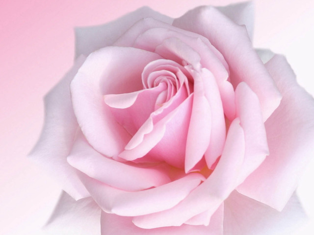 Pink rose close up pink free wallpaper for desktop - medium preview image