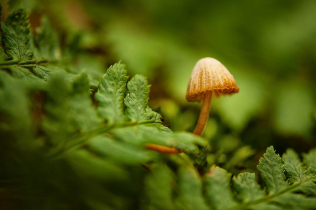 Small mushroom leafy plant forest free wallpaper for desktop - medium preview image