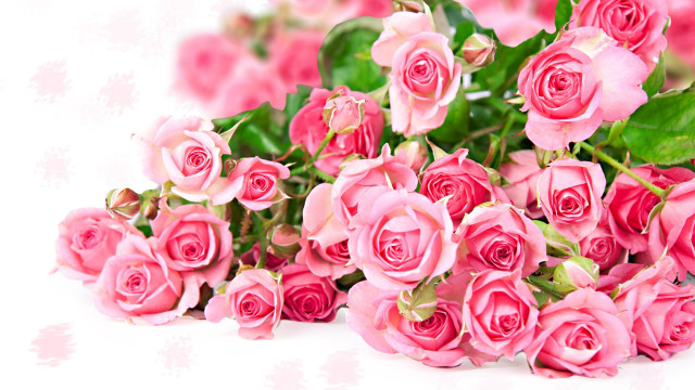 Pink roses white surface green #4 free wallpaper for desktop - medium preview image