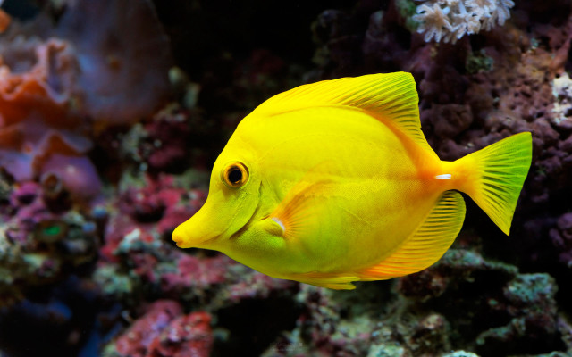 Yellow fish swimming coral reef #2 free wallpaper for desktop - medium preview image