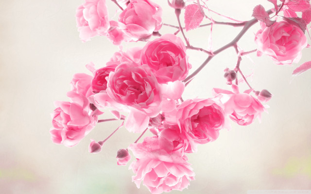 Pink flowers branch blurry background #2 free wallpaper for desktop - medium preview image
