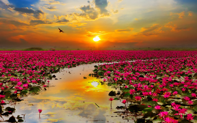 Flower field bird flying sunset free wallpaper for desktop - medium preview image