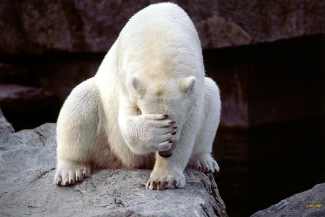 Polar bear rock rubbing face free wallpaper for desktop - medium preview image