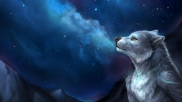 Wolf looking up stars mountain free wallpaper for desktop - medium preview image