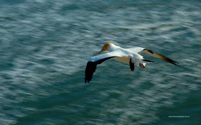 Bird flying ocean blurry background free wallpaper for desktop - medium preview image