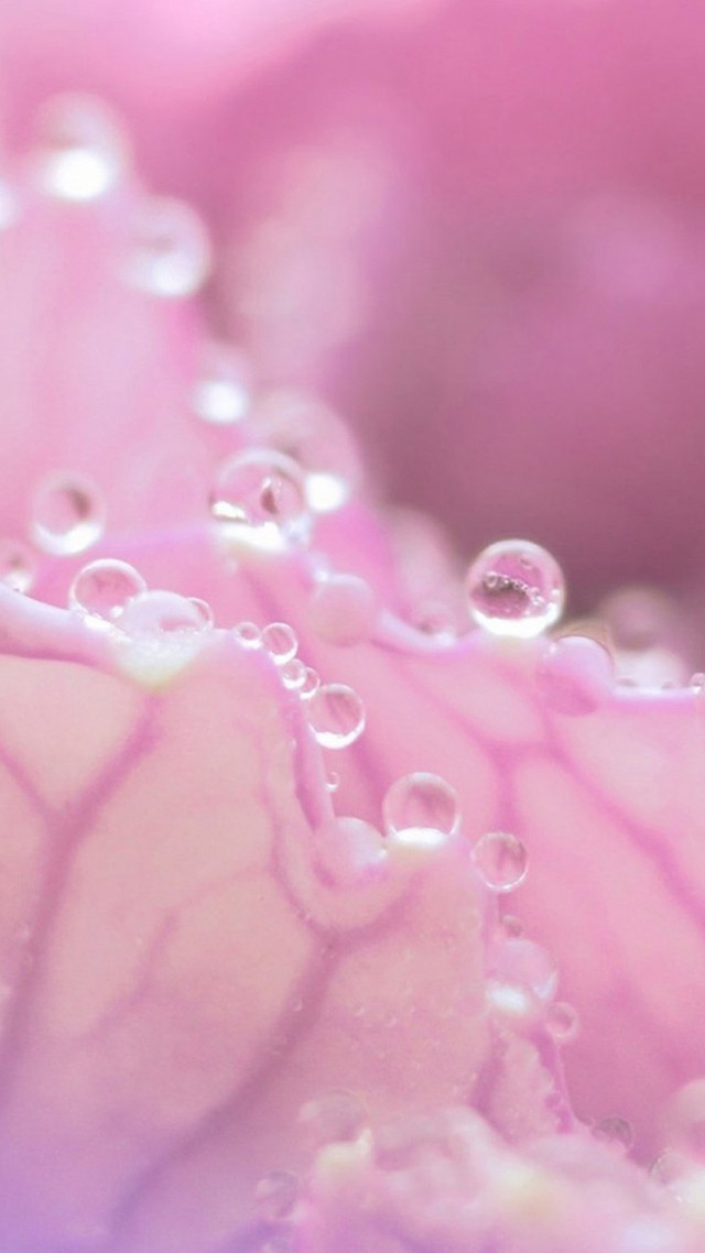 Pink flower water droplets macro #17 free wallpaper for mobile - medium preview image