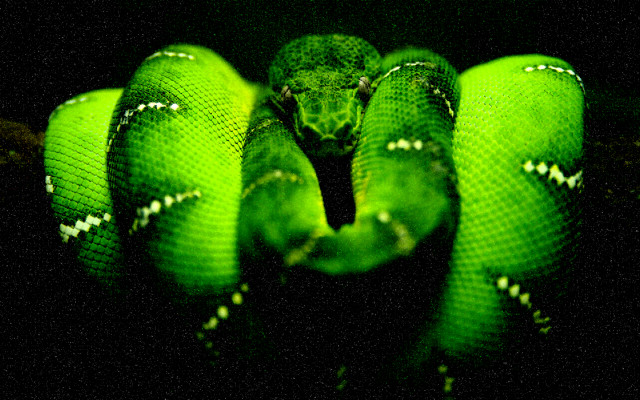 Curled green snake cobra macro free wallpaper for desktop - medium preview image