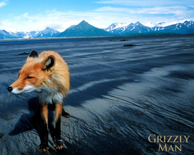 Red fox walking wet beach free wallpaper for desktop - medium preview image