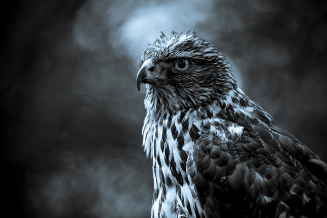 Black white bird prey looking free wallpaper for desktop - medium preview image