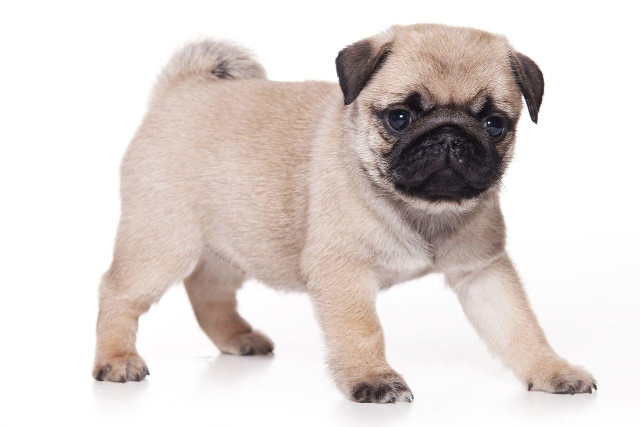 Small pug puppy sad expression free wallpaper for desktop - medium preview image