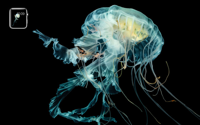 Jellyfish swimming water head turned free wallpaper for desktop - medium preview image