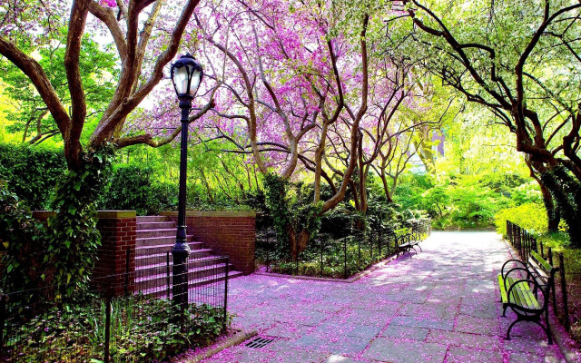 Park bench trees pink flowers free wallpaper for desktop - medium preview image