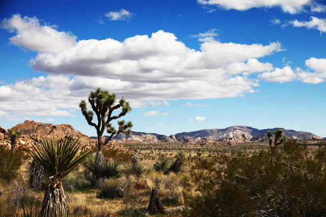 Desert cactus mountains clouds trees free wallpaper for desktop - medium preview image