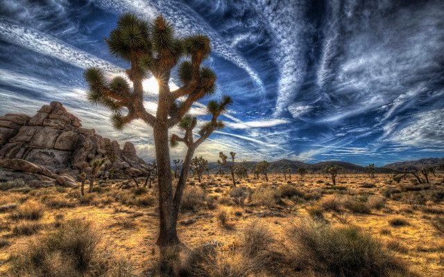 Desert joshua tree clouds mountains free wallpaper for desktop - medium preview image