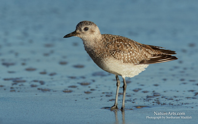 Small bird wet beach ocean free wallpaper for desktop - medium preview image