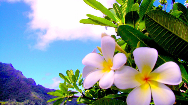 White yellow flower mountain sky free wallpaper for desktop - medium preview image