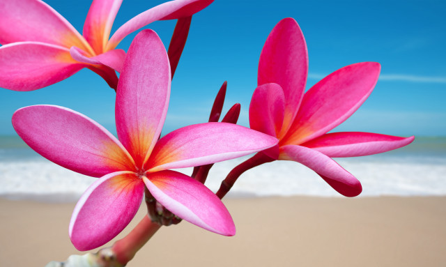 Pink flower beach ocean blue free wallpaper for desktop - medium preview image