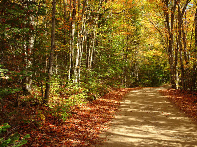 Dirt road trees leaves yellow free wallpaper for desktop - medium preview image