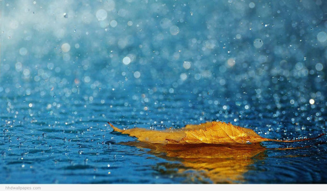 Leaf floating water rain blue free wallpaper for desktop - medium preview image