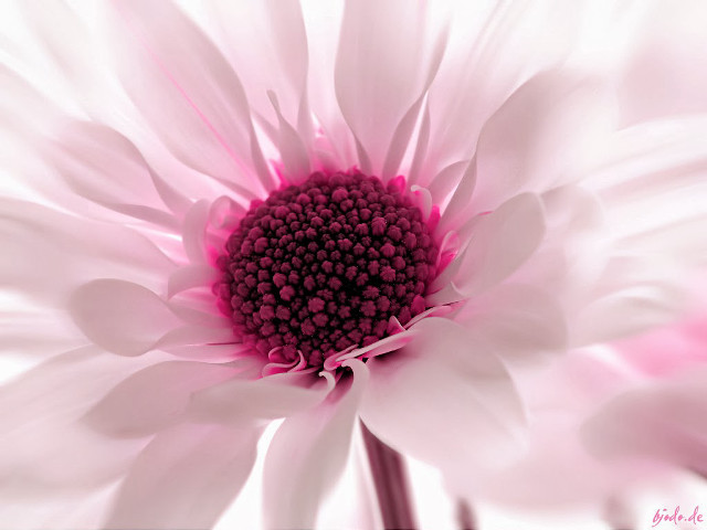 Pink white flower closeup pink free wallpaper for desktop - medium preview image