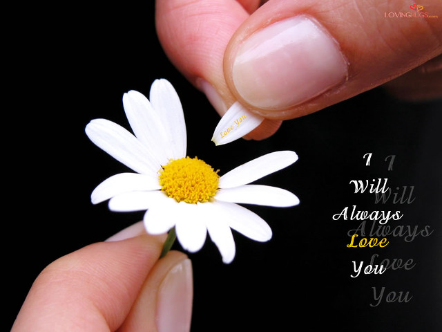 Person holding flower love quote free wallpaper for desktop - medium preview image