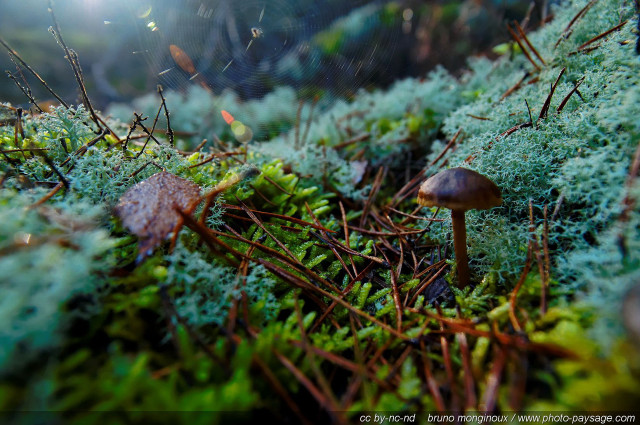 Mushroom moss covered ground forest free wallpaper for desktop - medium preview image