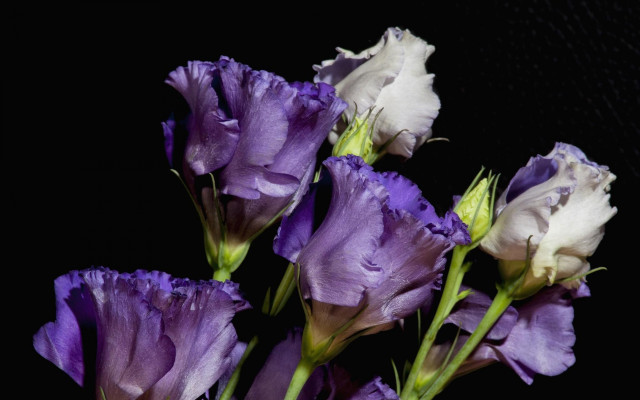 Purple flowers vase tabletop black free wallpaper for desktop - medium preview image