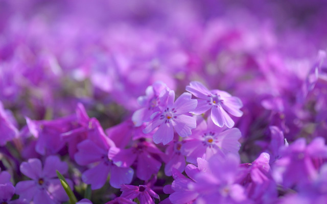 Purple flowers blurry background midday free wallpaper for desktop - medium preview image