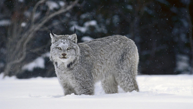 Gray lynx snow trees bushes free wallpaper for desktop - medium preview image
