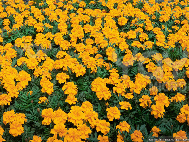 Yellow flowers green leaves blue free wallpaper for desktop - medium preview image