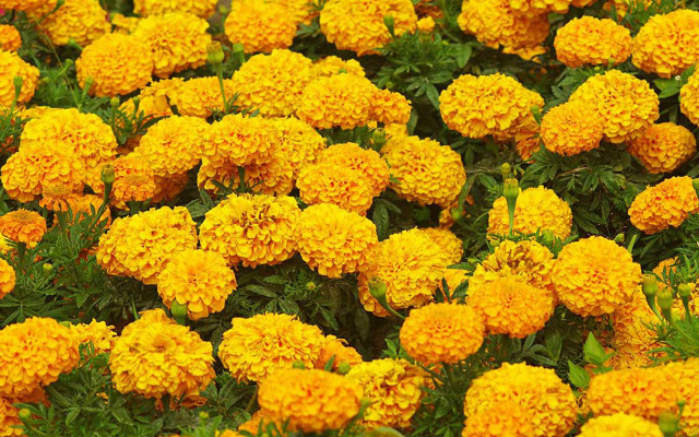 Yellow flowers green leaves red free wallpaper for desktop - medium preview image