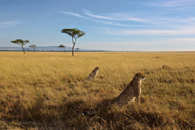 Cheetahs field grass trees blue free wallpaper for desktop - medium preview image