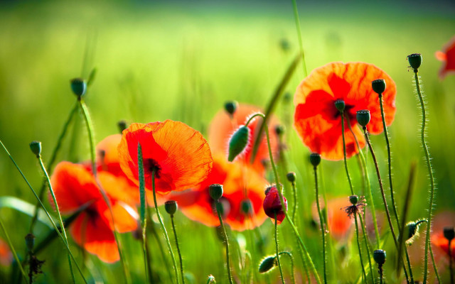 Red flower field green grass free wallpaper for desktop - medium preview image