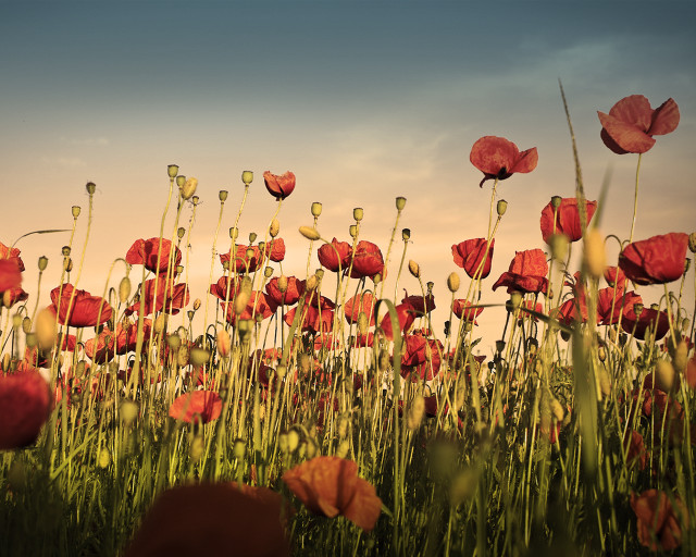 Red flower field sky clouds free wallpaper for desktop - medium preview image