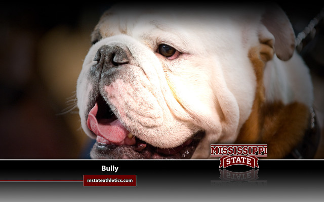Bulldog smiling showing teeth tongue free wallpaper for desktop - medium preview image