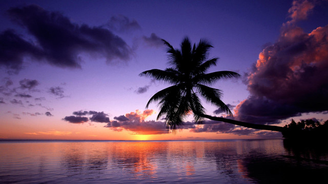 Palm tree silhouette sunset ocean #6 free wallpaper for desktop - medium preview image
