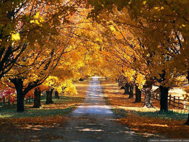 Road lined with trees yellow free wallpaper for desktop - medium preview image