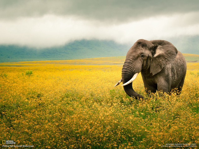 Elephant walking yellow flowers cloudy #2 free wallpaper for desktop - medium preview image