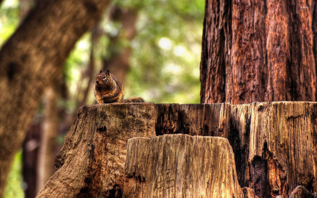 Squirrel tree stump forest trees free wallpaper for desktop - medium preview image