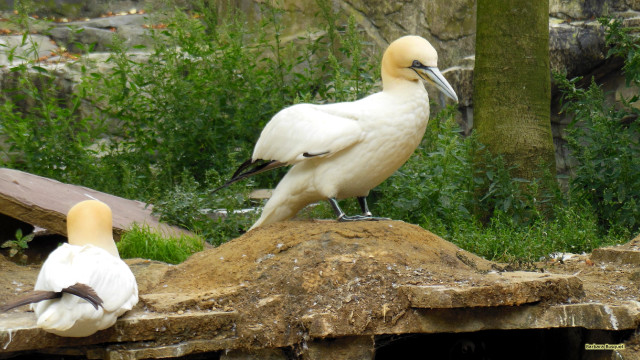 Birds rock grass trees background free wallpaper for desktop - medium preview image