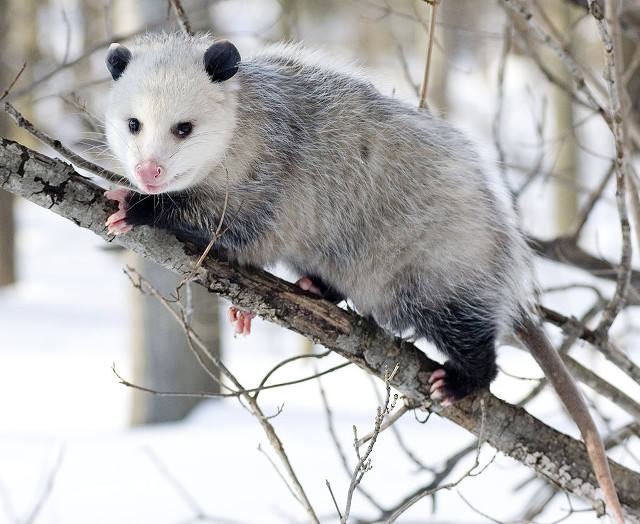 Ferret sitting tree branch snow free wallpaper for desktop - medium preview image